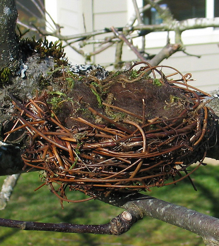 Bird Nest Photos