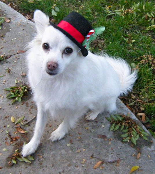 dog in christmas hat