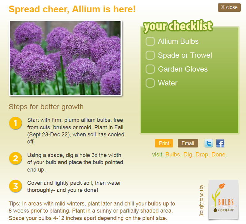 allium bulbs