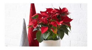 15 things you didn't know about poinsettias