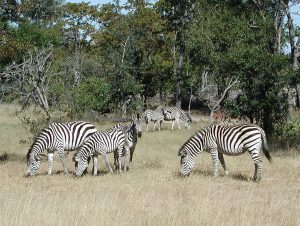 zebra reference photo