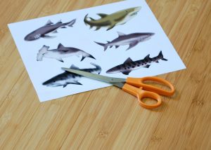 cut out sharks