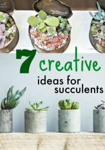 7 creative ideas for decorating with succulents